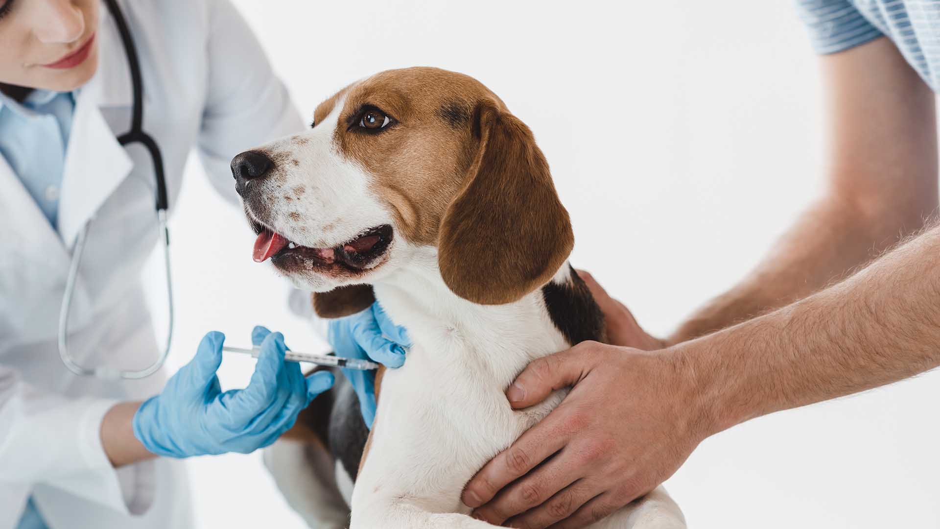 Castrazione Sterilizzazione Nel Cane Cosa Cambia A Livello Del Peso